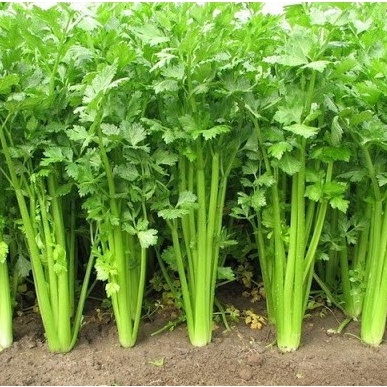 5gr hạt giống cần tây bẹ to ép nước