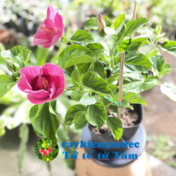 caykiengsadec - cây Hoa dâm bụt Hồng + tặng phân bón cho cây mau lớn-hoa kiểng lá-trang trí nội thất cảnh quan sân vườn ngoài trời