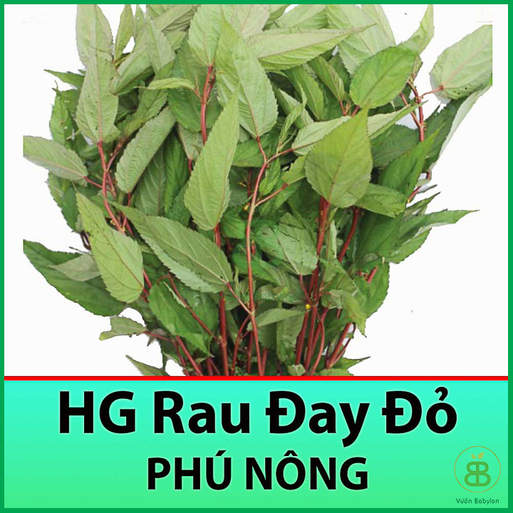 Hạt Giống Rau Đay Đỏ 20Gr Dễ Trồng, Nhanh Thu Hoạch