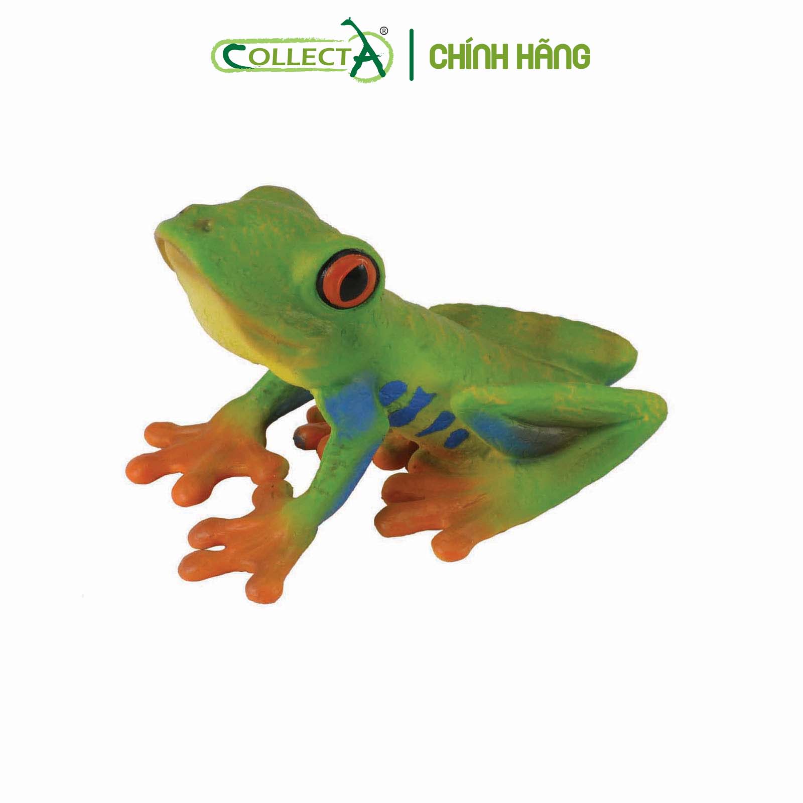 Đồ chơi mô hình động vật CollectA Ếch cây mắt đỏ - Red-eyed Tree Frog