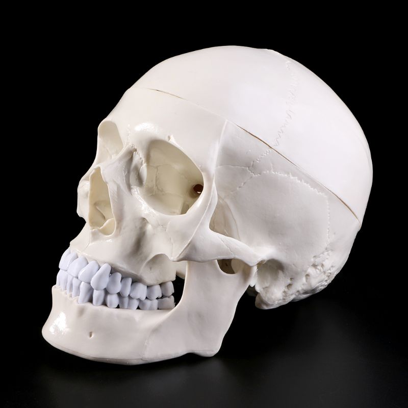 Con người giải phẫu giải phẫu đầu xương sọ mô hình giảng dạy đồ dùng học