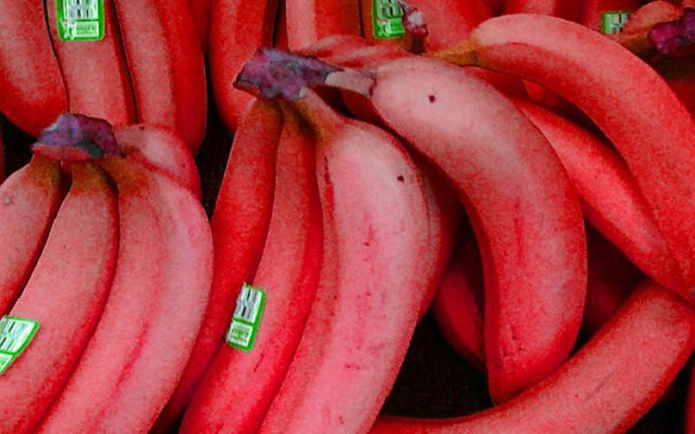 Cây chuối tây đỏ + Tặng 2 Cây Quế Giống