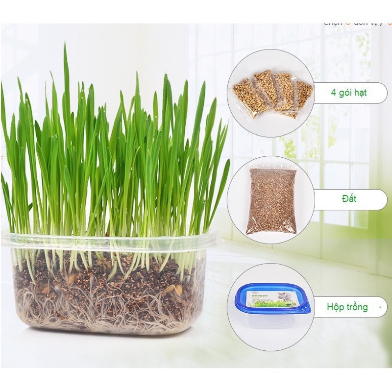 Set tự trồng cỏ lúa mạch tươi cho mèo - giúp tiêu búi lông