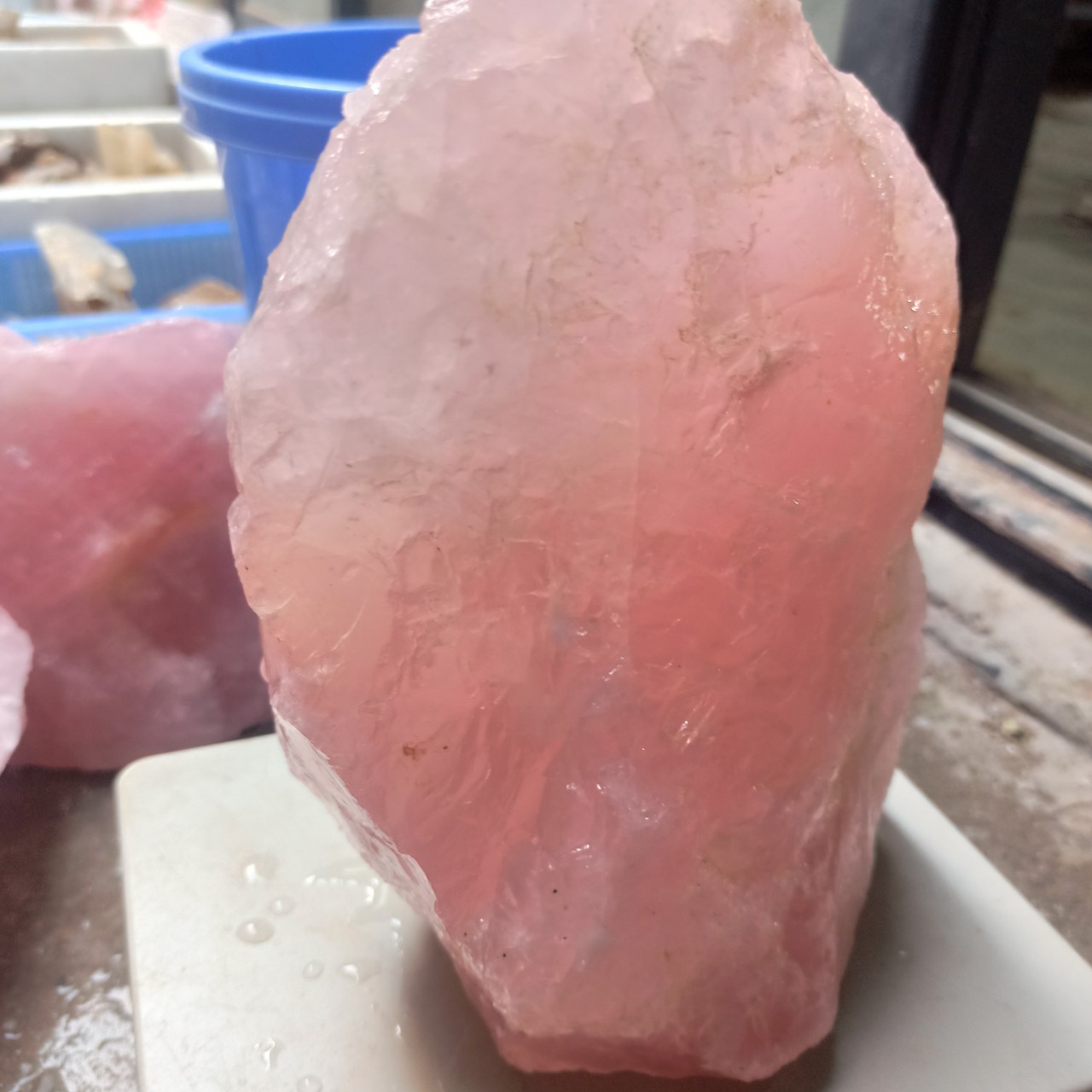 01 viên hồng raw rose bigsize