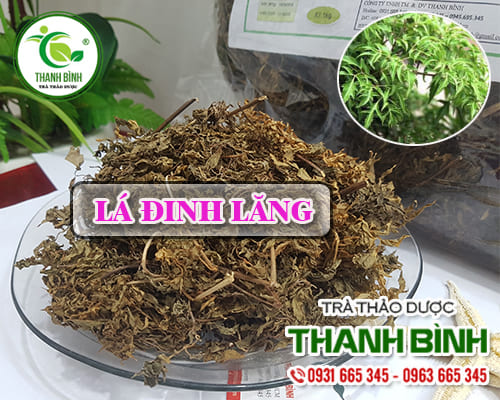 Lá đinh lăng khô 1kg - đông y thanh bình