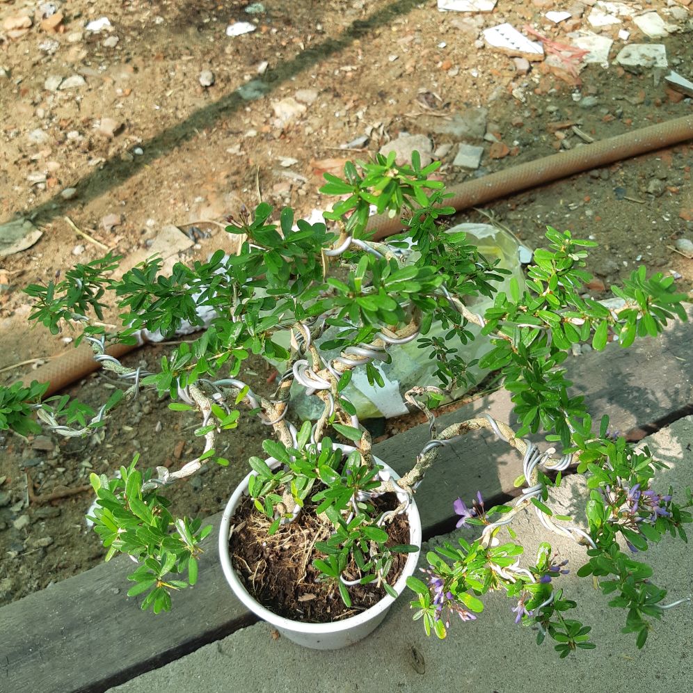 linh sam86 bonsai mini BÔNG TÍM