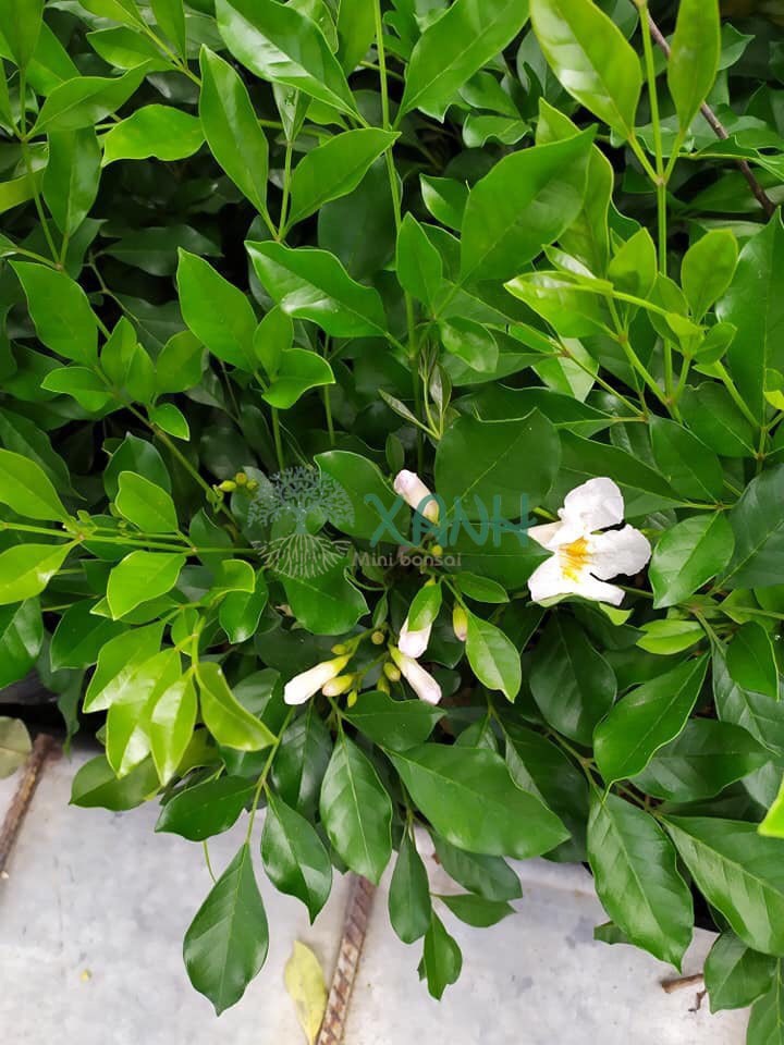 Cây nguyệt quế giống cao 40cm