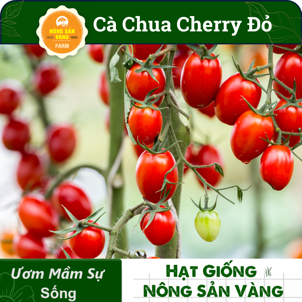 Red cherry tomato seed small round tomato seed red cherry seed shaped
