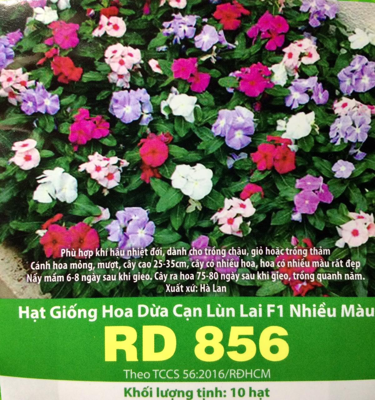 [HCM]HOA DỪA CẠN LÙN  F1 NHIỀU MÀU HÀ LAN _ GÓI10 HẠT
