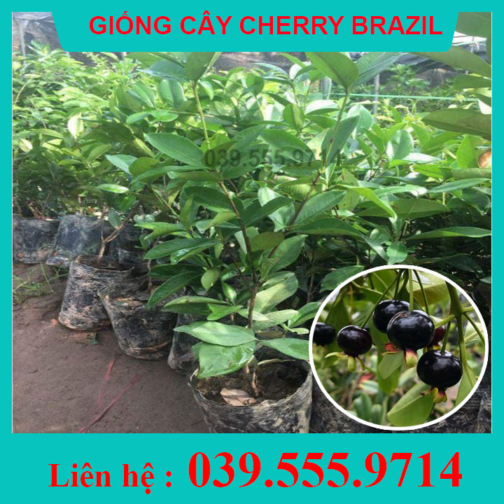 Cây Giống Cherry Bzazil Nhiệt Đới- Cây khỏe đẹp, cây trồng chậu cho nhiều trái