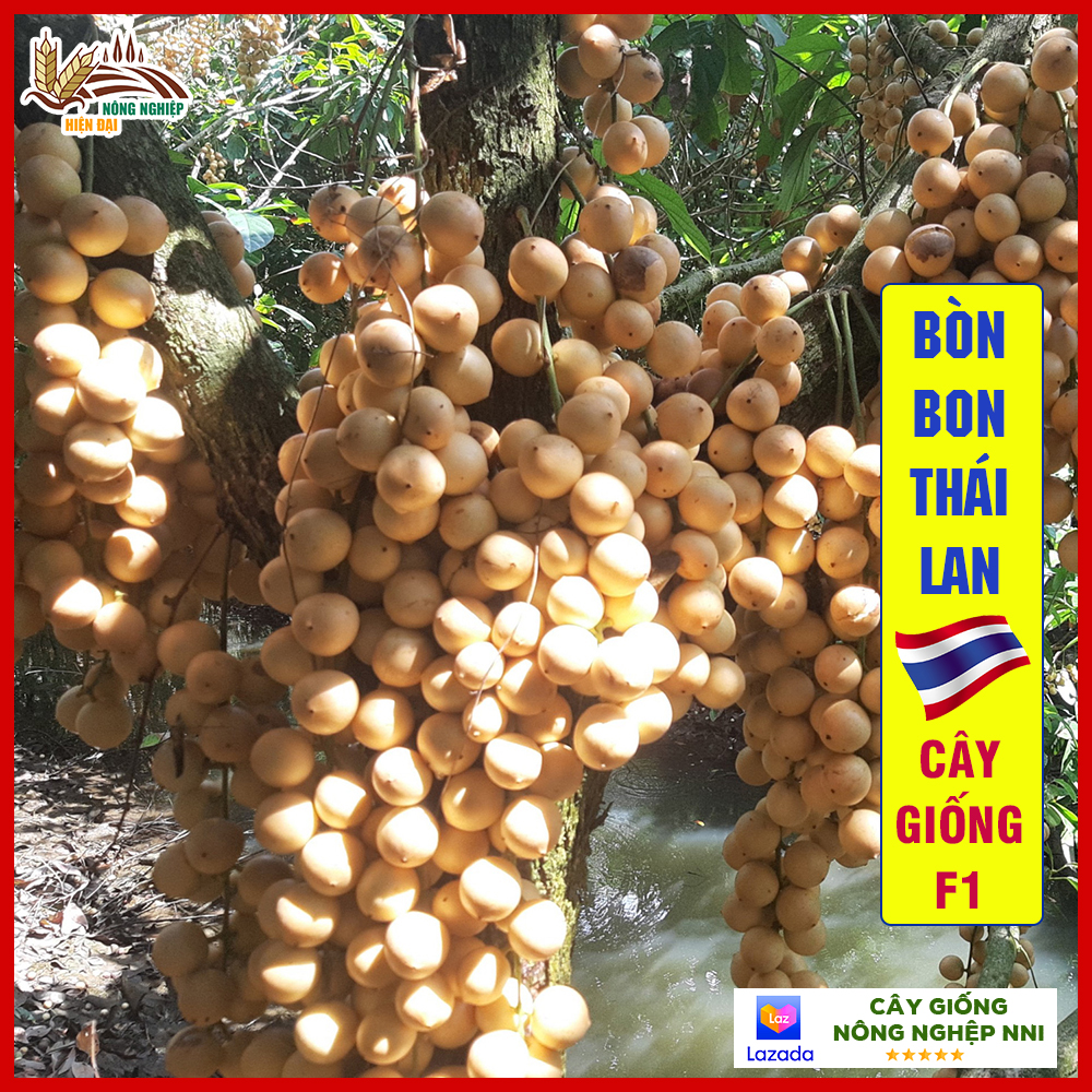 Cây bòn bon Thái Lan ghép - cây con chuẩn giống F1 thân cao từ 50-60cm dễ sống, dễ sinh trưởng, nhanh có thu hoạch QD60