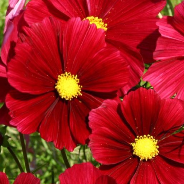 Hạt Giống Hoa Sao Nhái Kép Đỏ 0,1gr