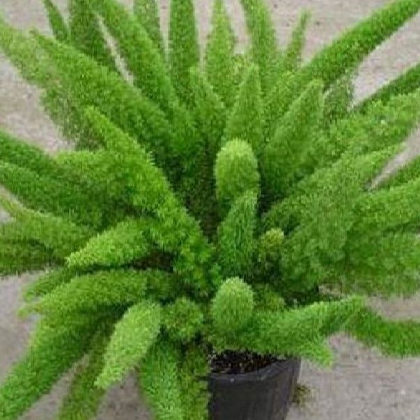 Hạt giống cây Tùng Đuôi Chồn -gói 10 hạt