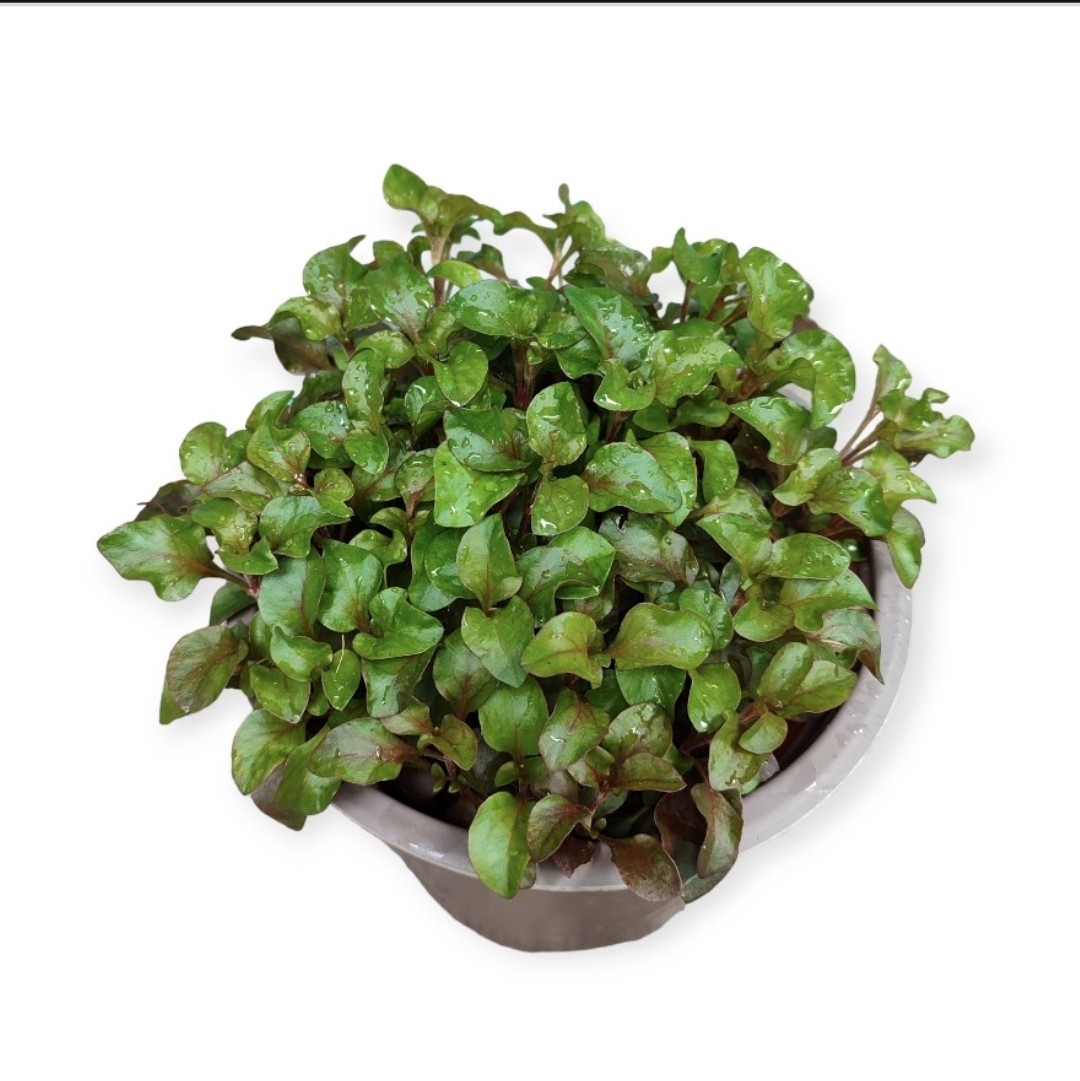 Cây gia vị, cây giống gia vị, cây rau gia vị, húng quế, húng lũi, kinh giới, bạc hà, lá dứa, tía tô...