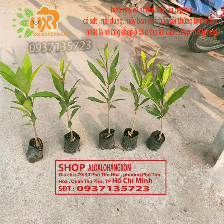 combo 5 cây lộc vừng màu đỏ --cây giống