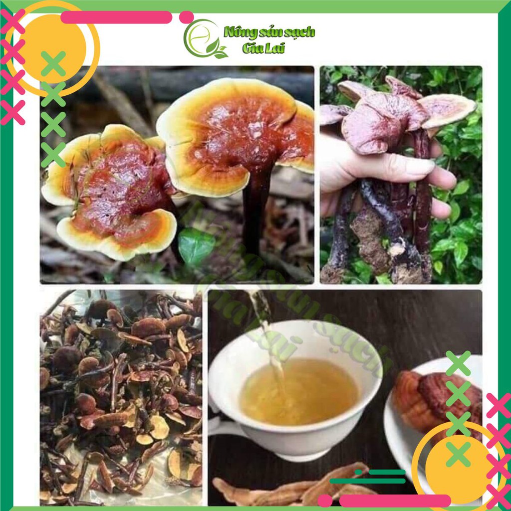 Nấm lim xanh rừng tự nhiên hàng chuẩn, sản phẩm tốt cho sức khỏe