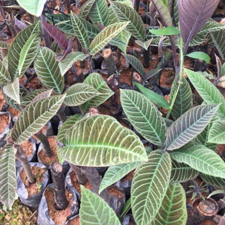 Lá khôi tía ( cây khôi nhung) 1kg