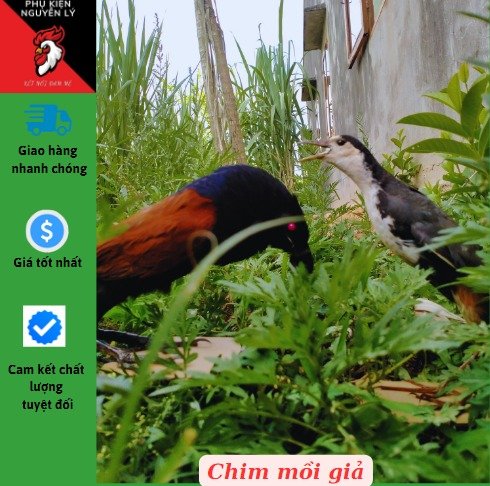 Mồi chim giả-cuốc giả-bìm bịp giả|bao đep-bao bền