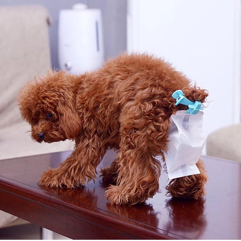 [HCM]Dụng cụ kẹp đuôi hứng phân (Có túi) cho cún