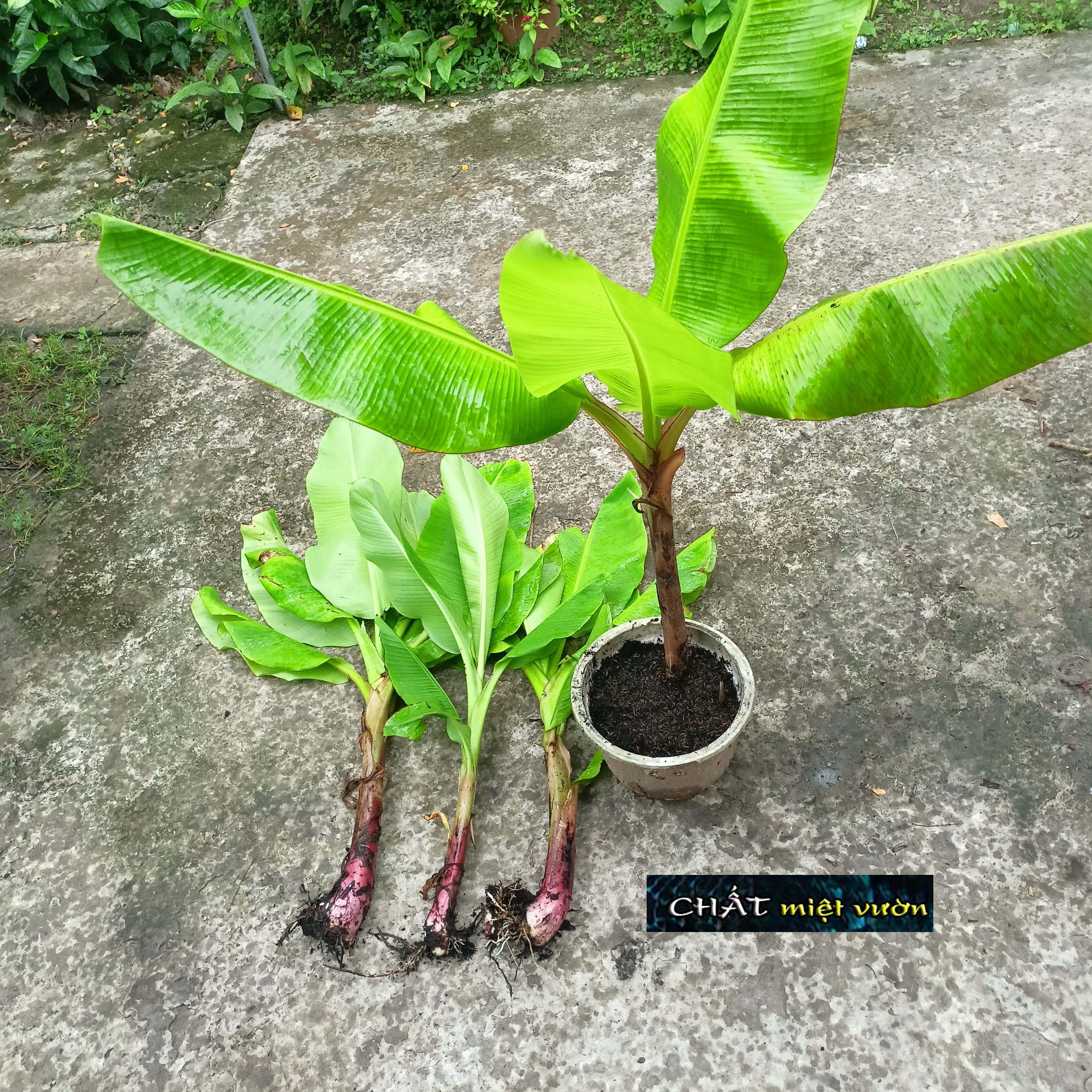Chuối cau giống siêu trái