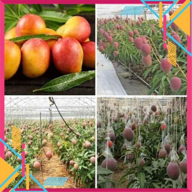 cây Xoài đỏ Nhật Bản... 5 tháng cây cho trái