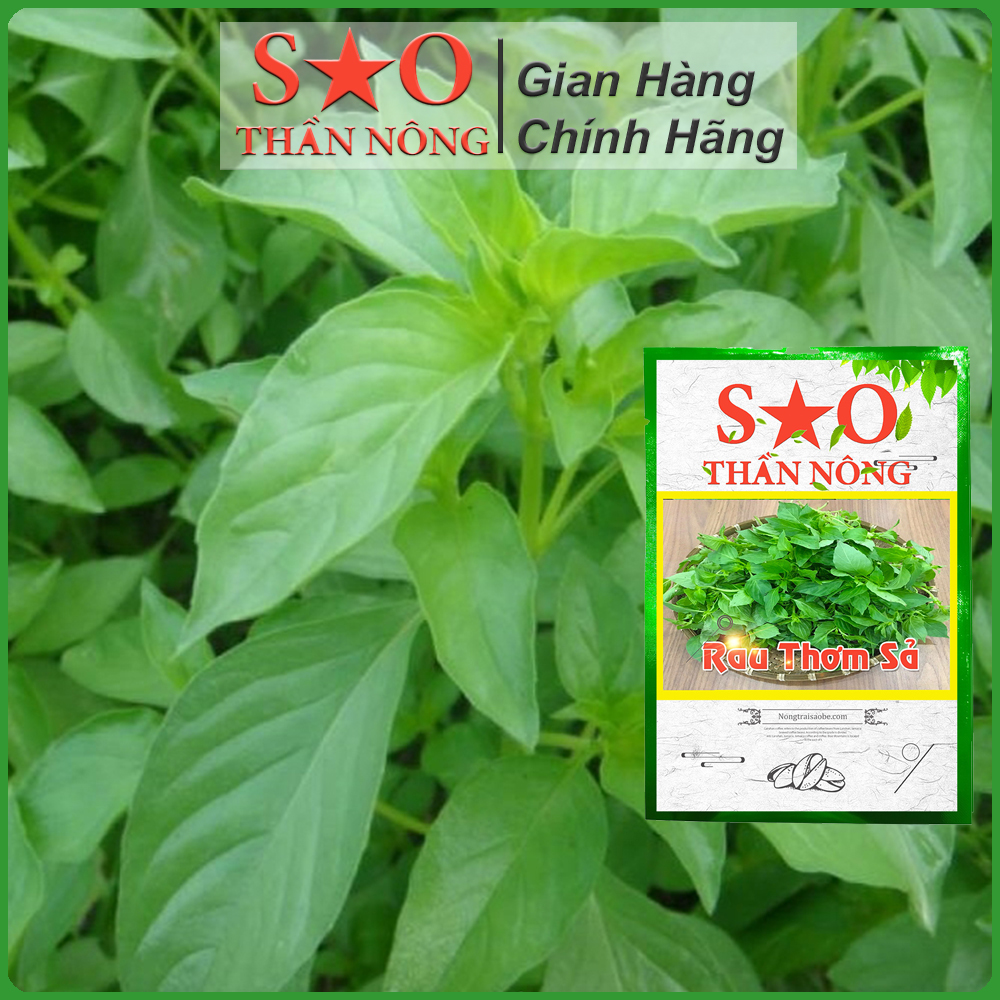 Hạt giống rau é trắng rau thơm sả húng thơm trắng