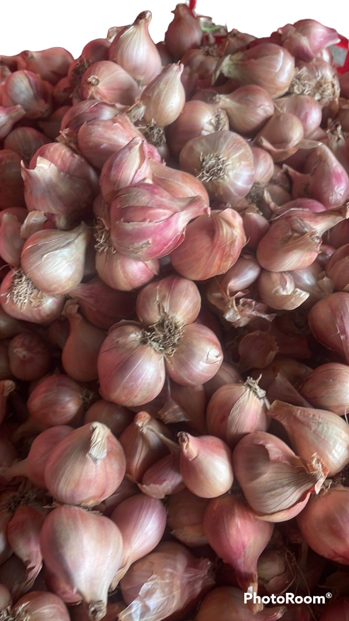 Hành bắc củ chắc mẩy thơm ngon