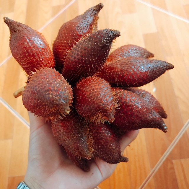 Cây MÂY THÁI, cây giống nguyên bầu, cho năng suất và giá trị kinh tế cao