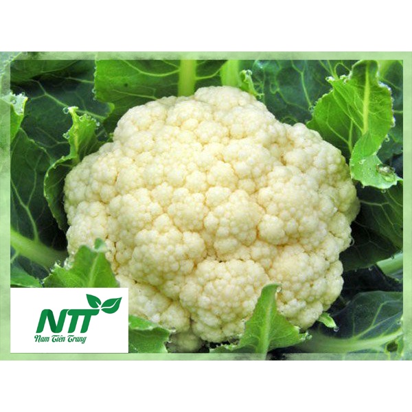 Hạt giống súp lơ trắng - súp lơ xanh tn