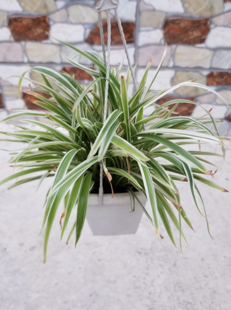 Cây Lan Chi - Mẫu Tử ( tặng kèm chậu trong hình )