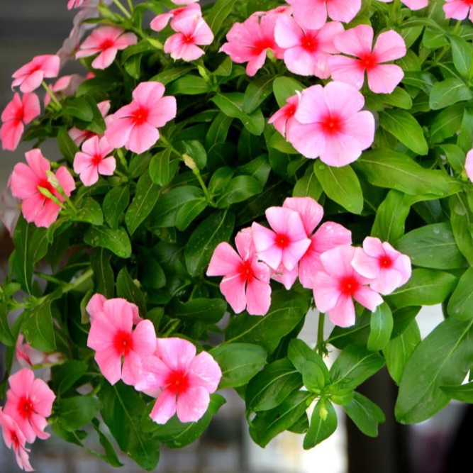 20 hạt giống hoa dừa cạn