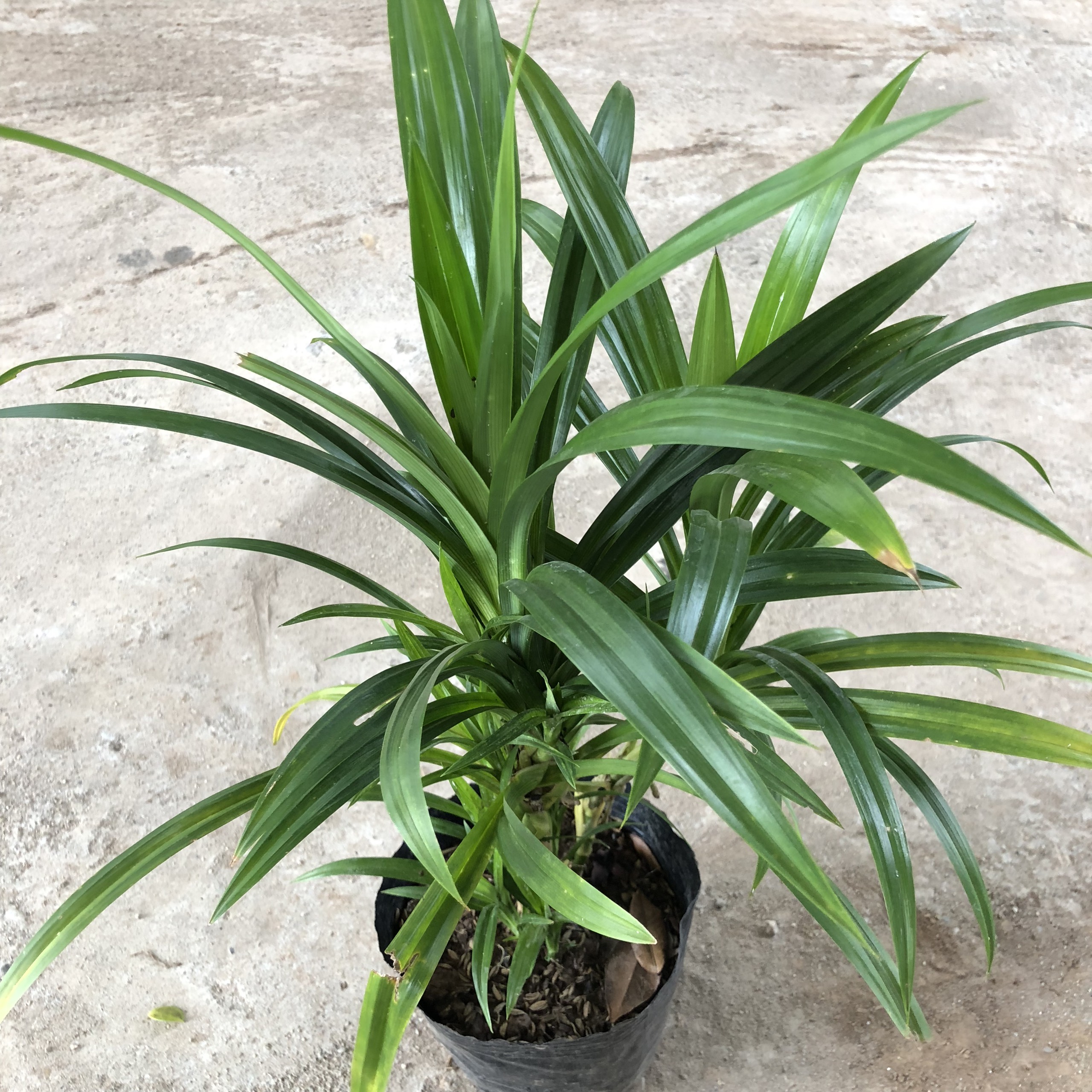 Cây lá nếp gia vị, chiều cao 20cm bụi cây to khỏe sức sống mãnh liệt, thích hợp trồng lấy lá