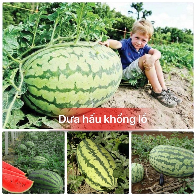Hạt giống dưa hấu khổng lồ trái dài-gói 10 hạt