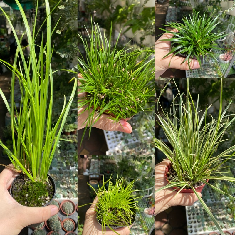 Cây cỏ thạch xương bồ