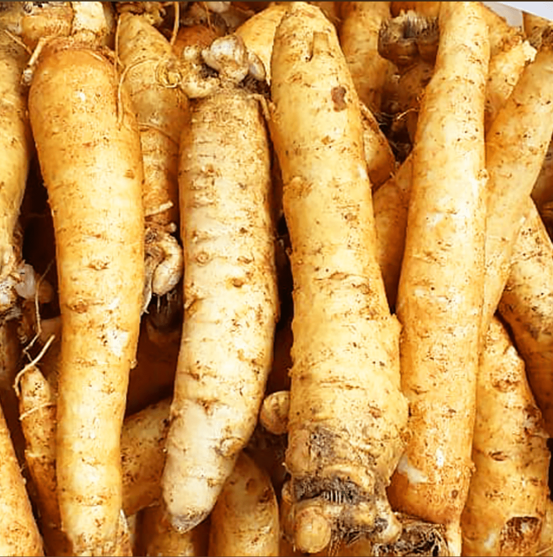 Nhân sâm trọc tươi hàn quốc 5-6 năm tuổi size 12 củ 1kg - sâm trọc ngâm mật ong