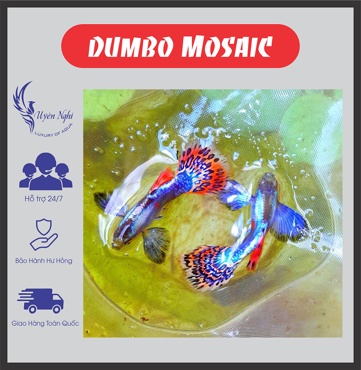 Dumbo mosaic guppy thủy sinh + rong trúc