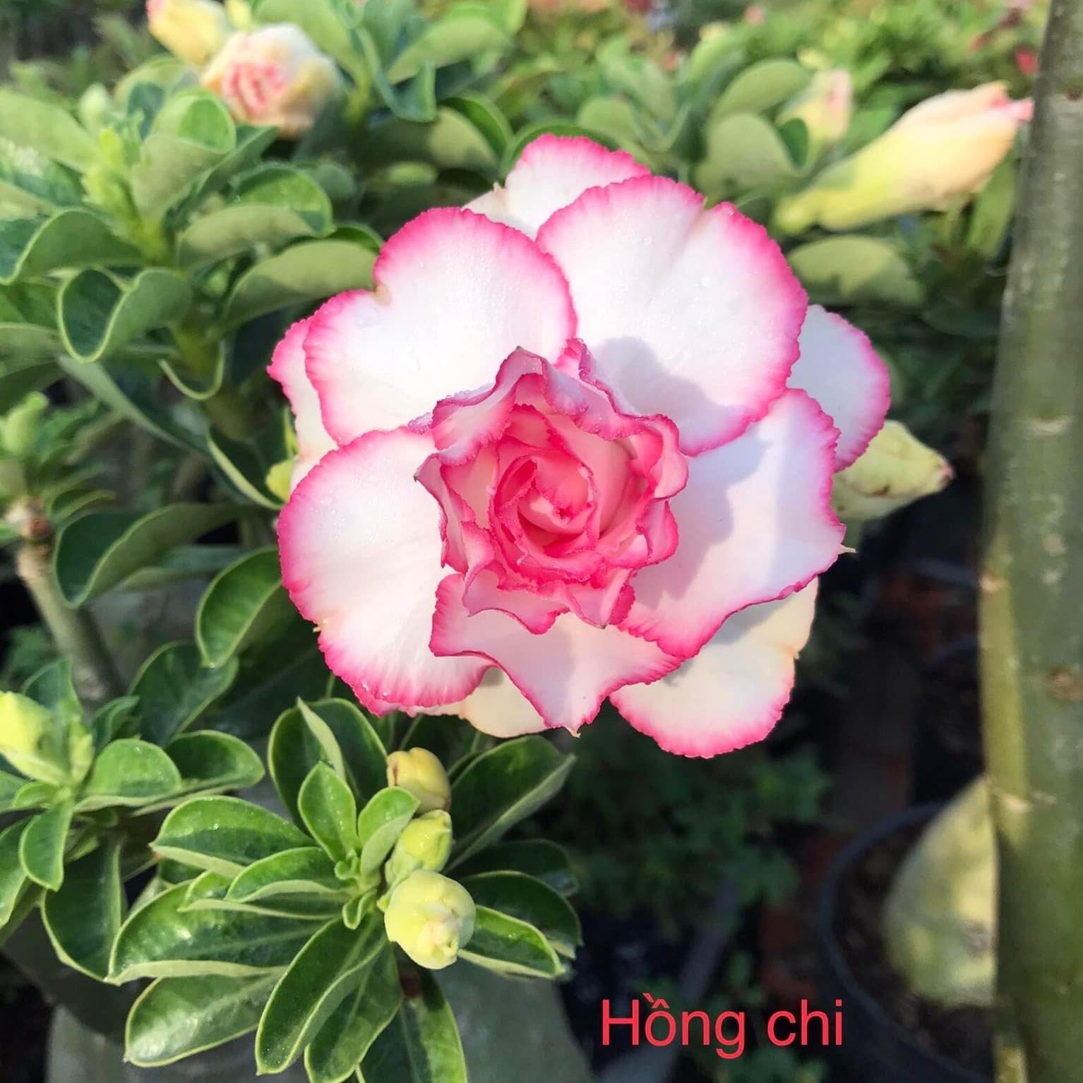 Cây hoa sứ thái ghép hoa kép giống hồng chi màu trắng viền hồng, hoa nở đứng không gục