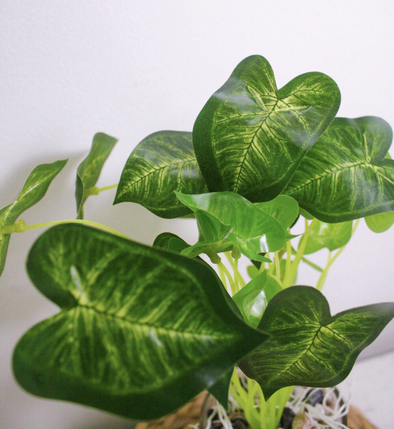 Cây Cỏ bốn lá cây trầu bà cây đồng tiền cao 25cm nhân tạo lá giả bằng nhựa cao cấp