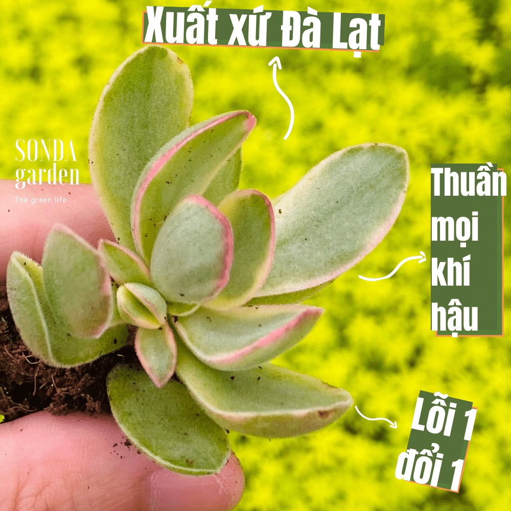 Sen đá bướm var mini sonda garden size mini 2.5-4cm, cây cảnh trang trí nhà cửa, lỗi 1 đổi 1