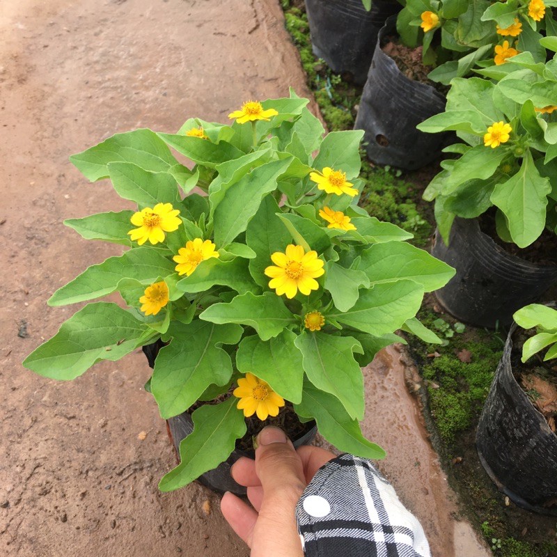 Cây hoa cúc mặt trời đã có hoa và nhiều nụ