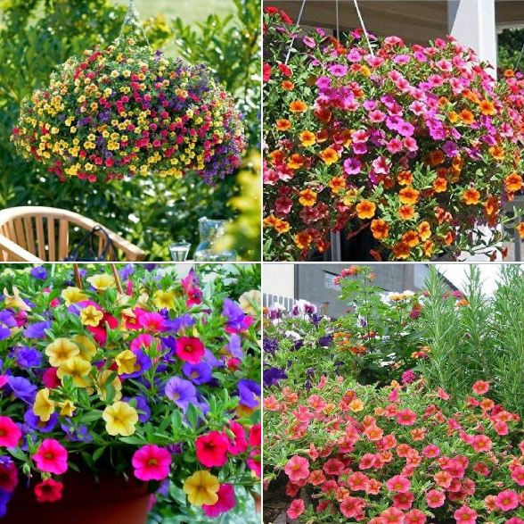 Hạt giống hoa Triệu Chuông mix màu - gói 50 hạt