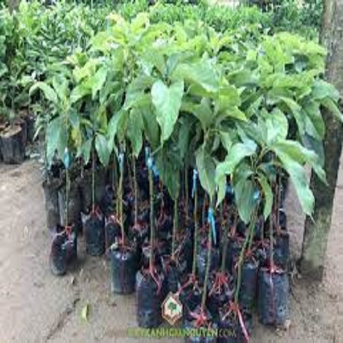 Cây giống bơ sáp 034