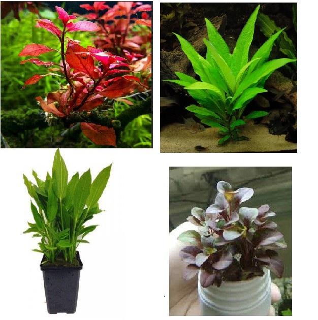 Combo 6 loại cây thủy sinh cắt cắm dễ trồng dễ chăm sóc được nhiều người yêu thích