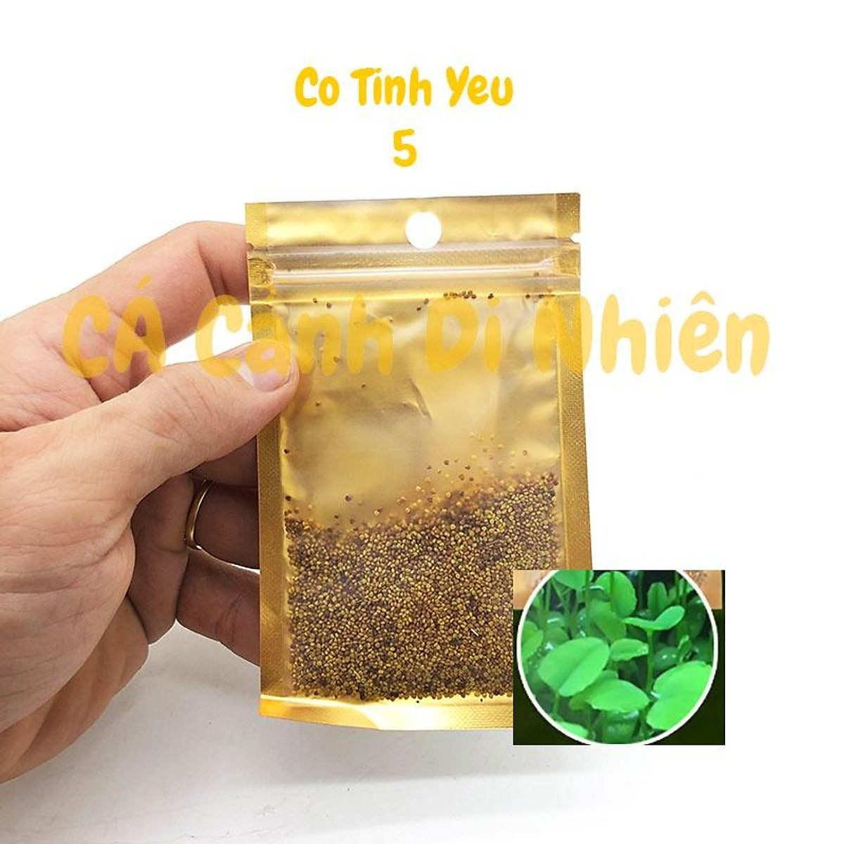 Hạt giống thủy sinh cỏ Trái Tim, Cỏ May Mắn, Cỏ Tình Yêu cho hồ cá