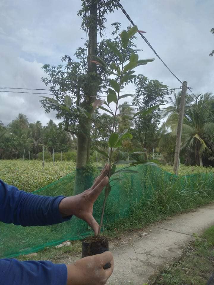 Mai Con Quấn Rễ Cao Từ 50cm Đến 55cm