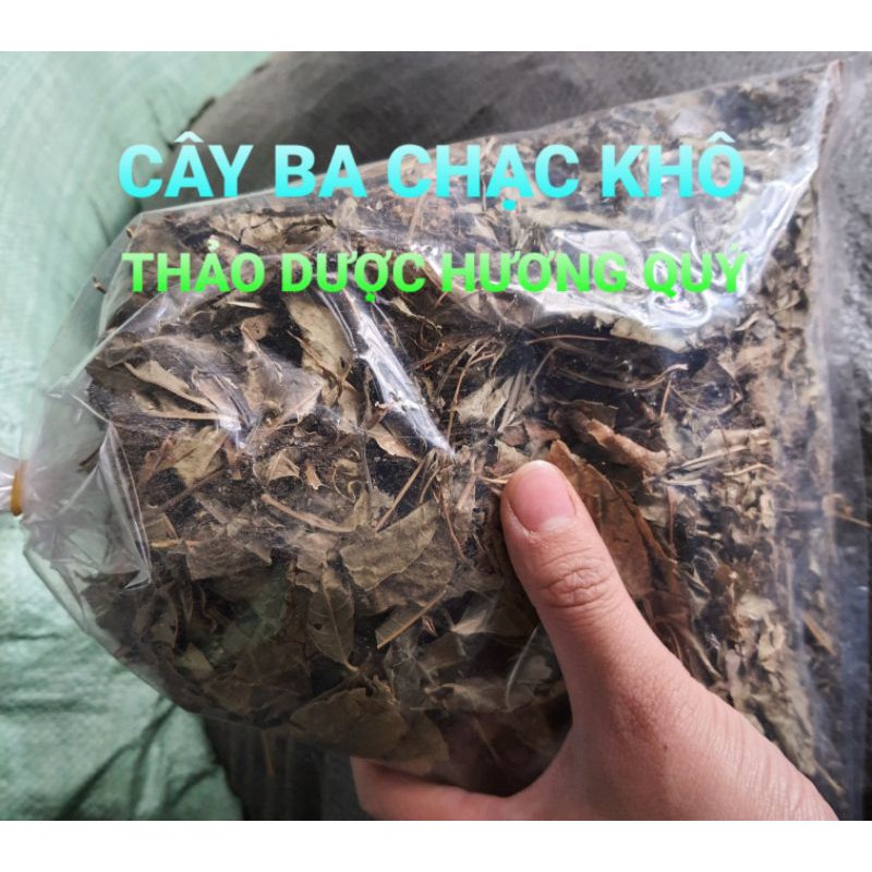 1 KG CÂY BA CHẠC KHÔ ( THÂN VÀ LÁ )