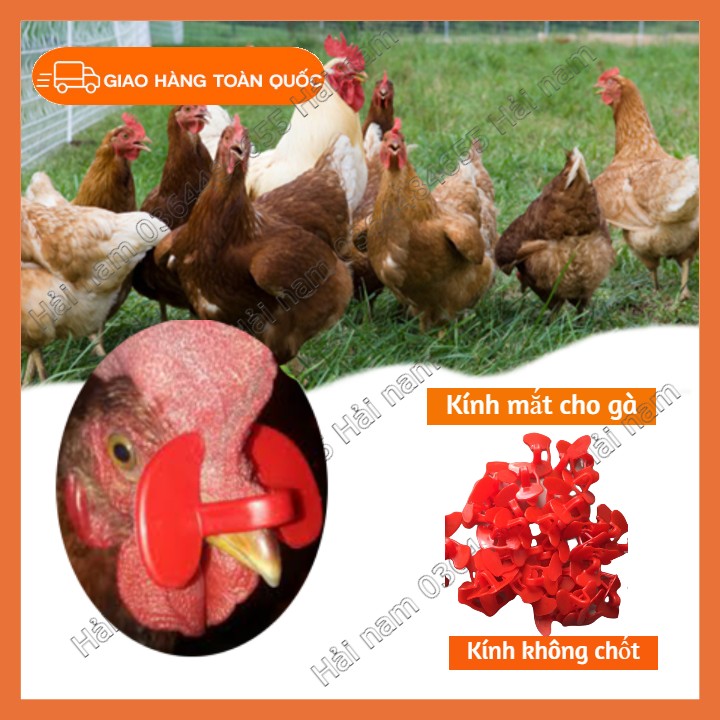 Mắt kính không chốt cho gà kính chắn mắt cho gà tránh mổ nhau