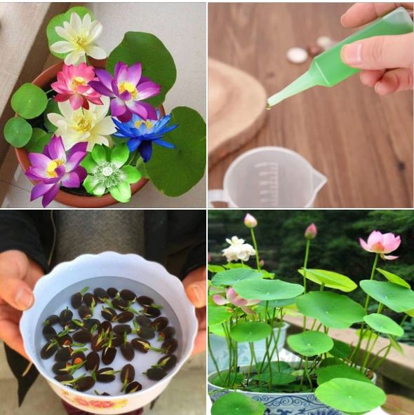 Combo hạt sen mini ( 5 hạt sen mix + 1 chai dinh dưỡng + 1 chậu nhựa trồng sen)