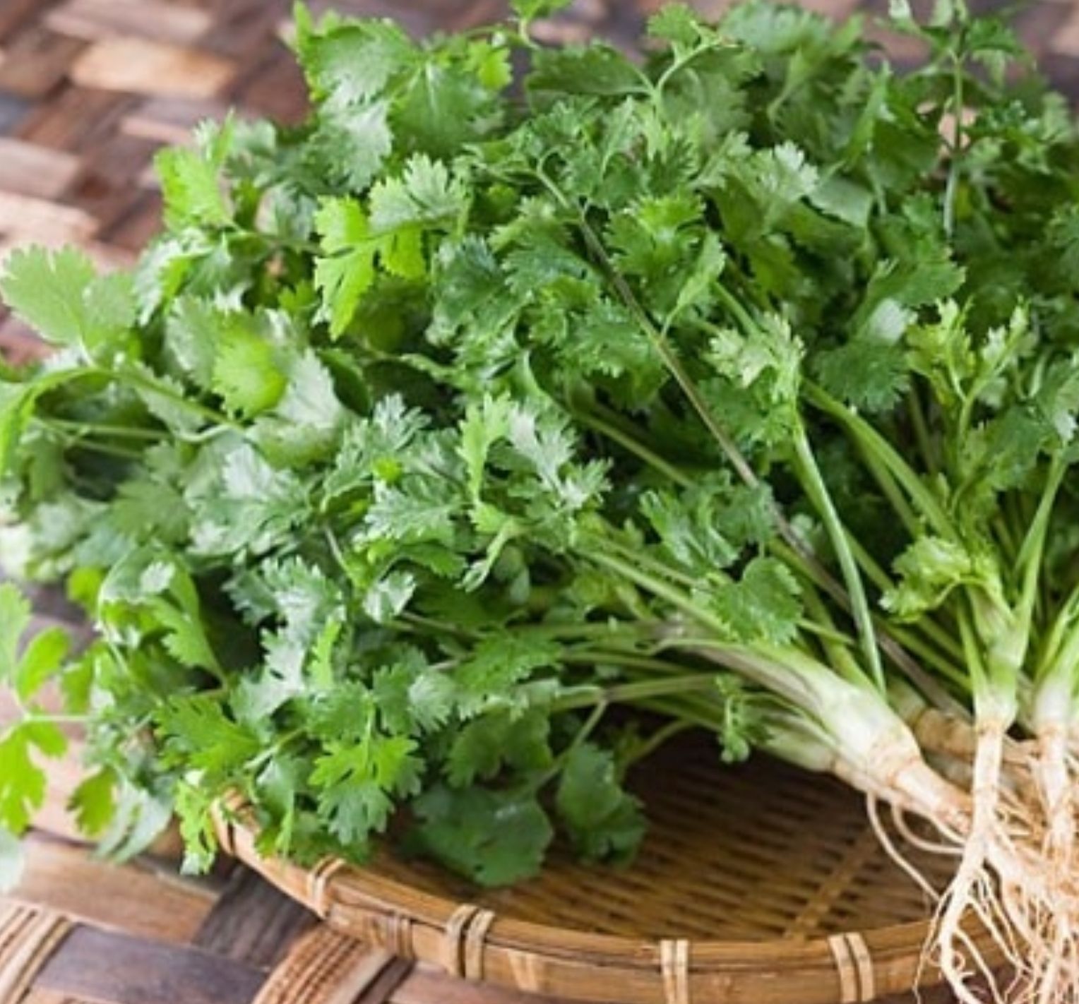 Hạt giống ngò bạc liêu phú nông - 20gr