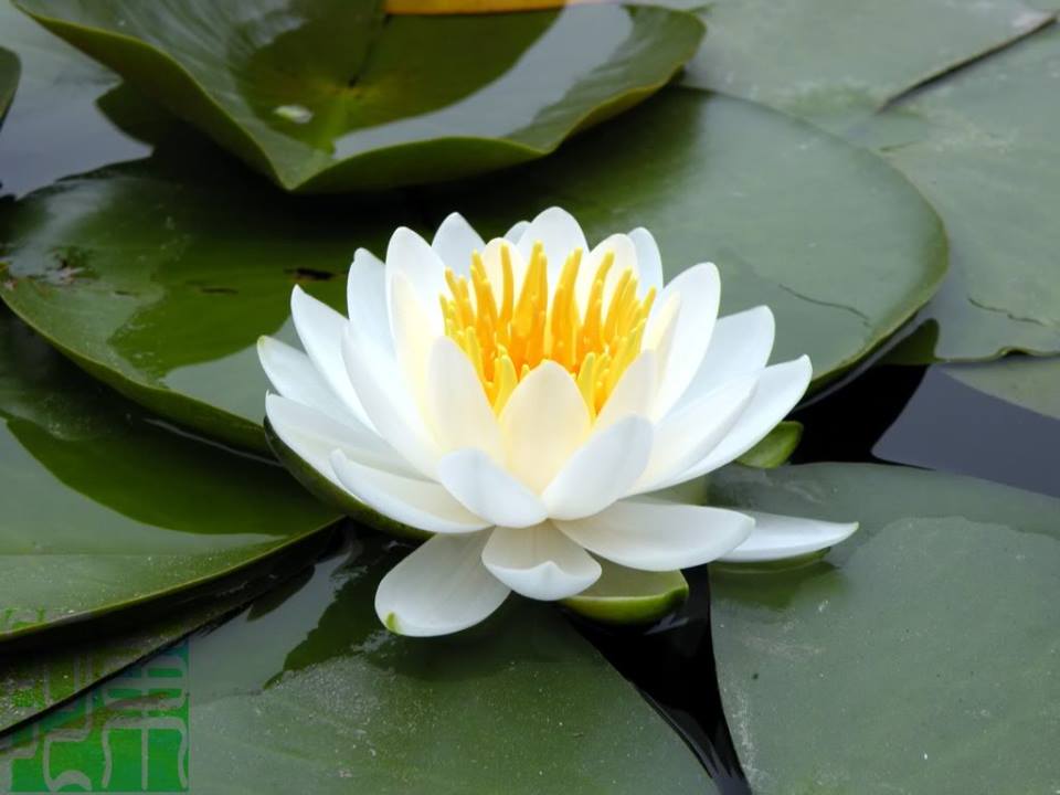 [RẺ VÔ ĐỊCH] Củ Hoa súng thái lan trắng hằng nga V-16